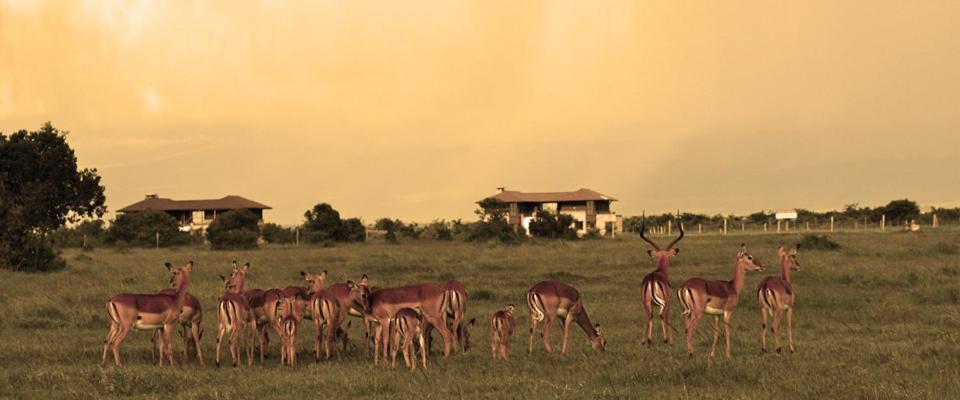 Ol Pejeta Holiday Villas Nanyuki Extérieur photo