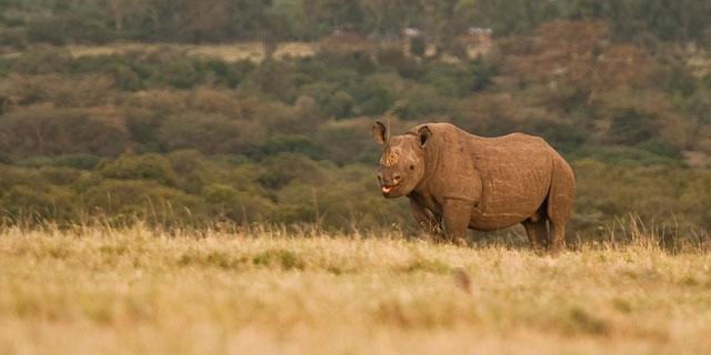 Ol Pejeta Holiday Villas Nanyuki Extérieur photo